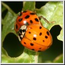 Harmonia axyridis - Asiatischer Marienkaefer 07.jpg